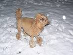 pes sněhový